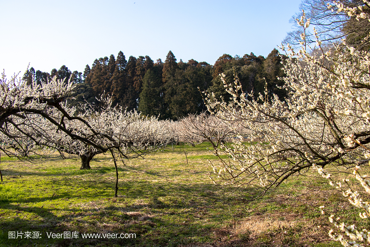 日本千叶Yokoshibahikari-machi的梅花园