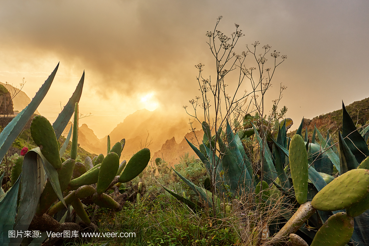 特内里费岛的热带植物