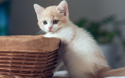 可爱的宠物喵星人搞笑小猫图片桌面壁纸 第一-467kb