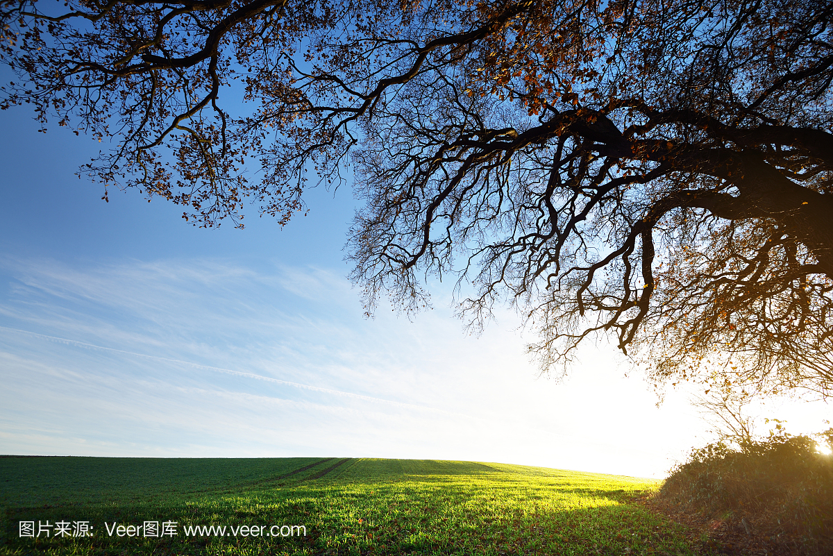 郁郁葱葱的绿色农业领域与前景中的一棵树