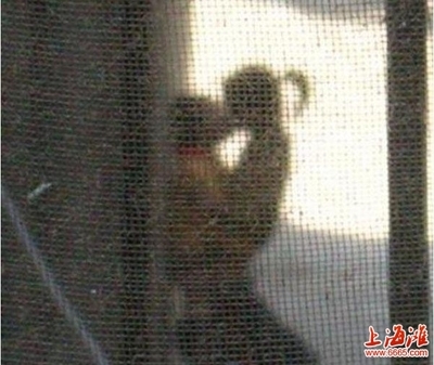 现在的小学生有很多的具有早恋的问题,比如我们学校的孟敏敏爱窄兴.