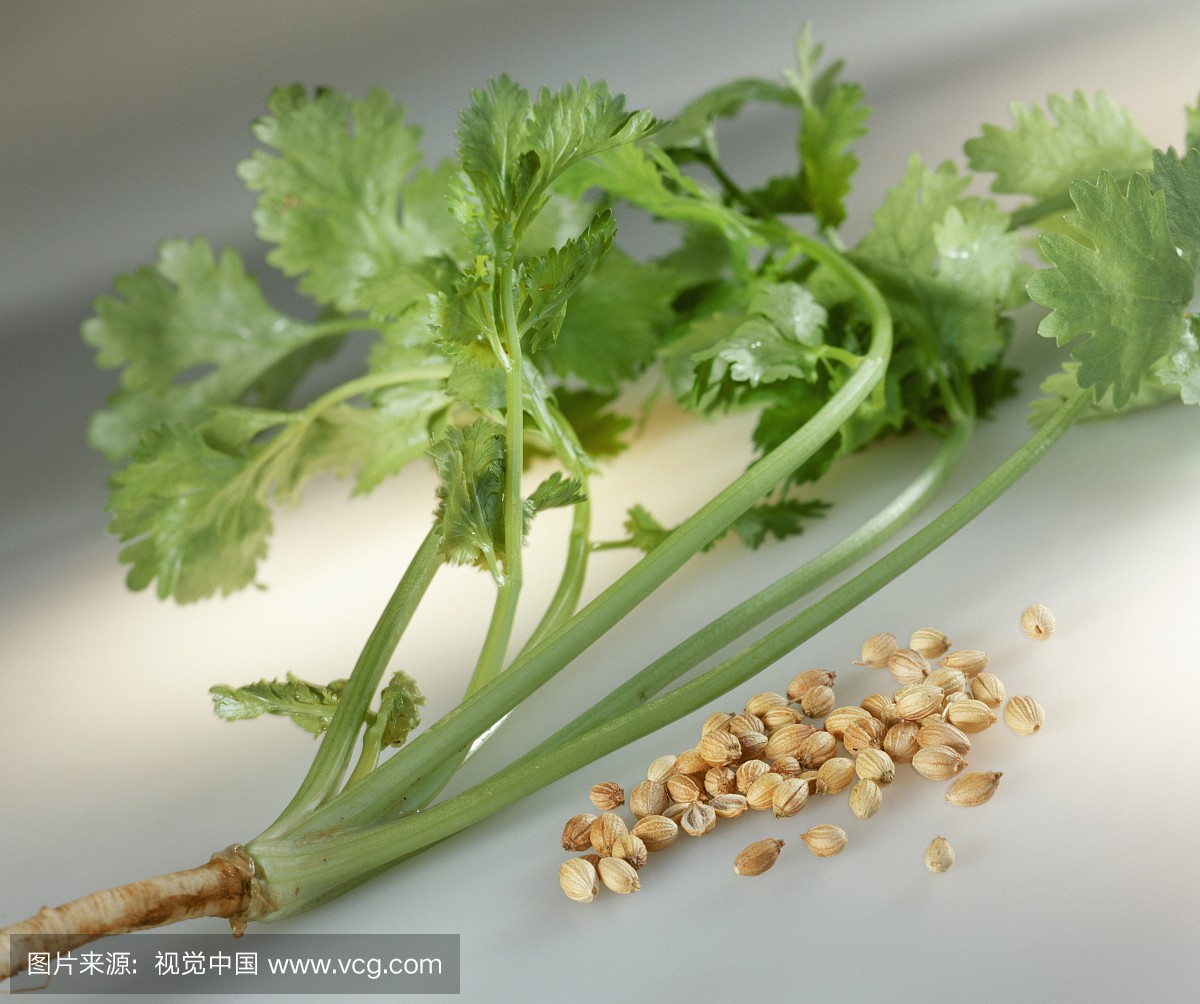 芫荽叶,特写,调料,成分