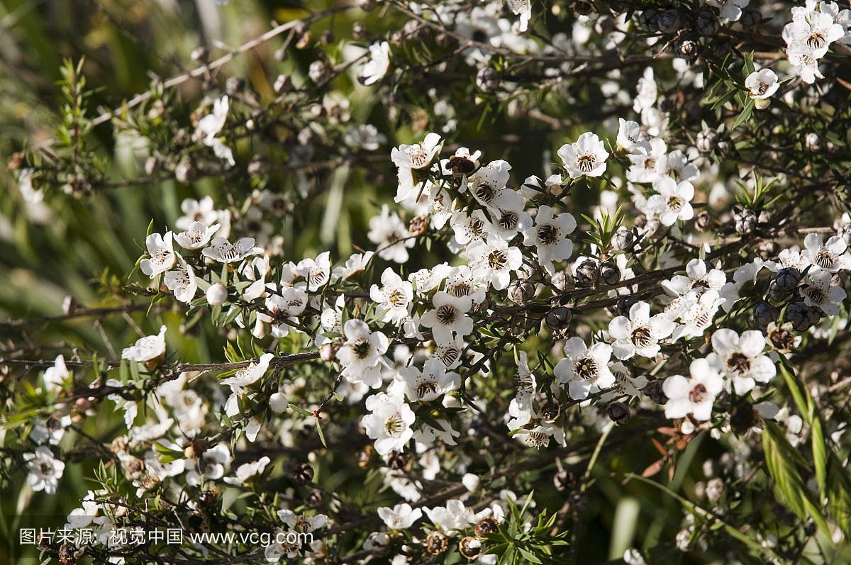 新西兰,北岛,科罗曼德,茶树花(Leptospermum)