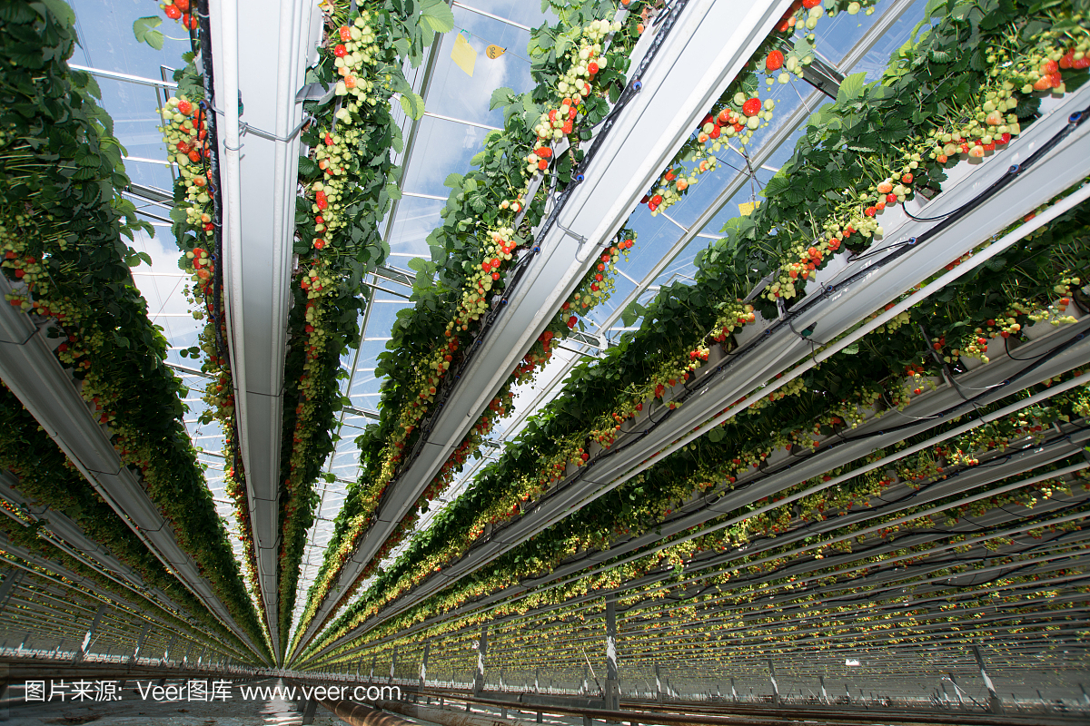 美味的有机草莓生长在大荷兰温室,日常收获。