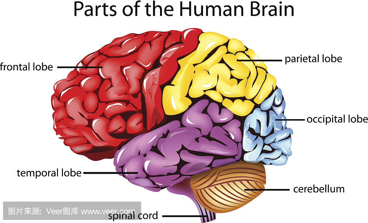 肺叶,耳垂,脑叶,顶叶