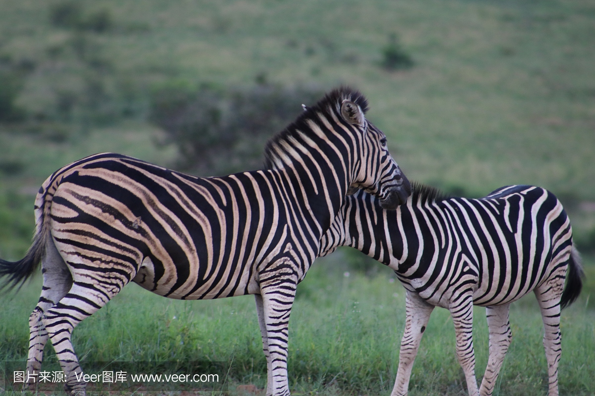 大连电瓷(002606)_股票价格_行情_走势图—东方财富网